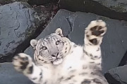 監視カメラに気づいたユキヒョウの驚き方がアタフタしすぎてて面白可愛い