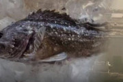 中国政府、日本が汚染水放流した場合、食品輸入制限強化示唆…「安全上の理由」＝韓国の反応