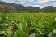 植物にストレスを与えると大きな音を発していたことが判明！ 植物は自分に何が起きてるか自覚していた！？
