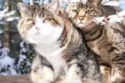 海外「世界がコロナウイルスを心配している時、日本の猫は雪を楽しんでいる」（海外の反応）
