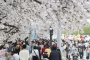 【韓国】桜祭りの裏で女子中学生リンチ…韓国で少年法見直し論が再燃