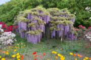 美しいフジの花が見頃！2022年4月のあしかがフラワーパーク！！外国人「この美しい場所を管理してくれている人たちに感謝！」