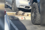 【海外】ホームデポの駐車場で見つけた毛むくじゃらの塊、女性が全てを投げ打った理由とは？