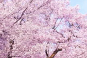 [韓国の反応]日本に初めて行った時の感想を教えてください「韓国ネット民」醤油臭かった！