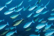 海外「日本は魚を捕りすぎてる！」 地球温暖化と水産資源減少の関連はあるのかないのか！？外国人の間で議論が勃発！ 海外の反応