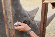 【海外】「フロリダ動物園の革新的な獣医療で病気のサイが驚異の回復！ 地元住民も感動」