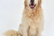 最後の時まで犬のそばを離れない日本の野生のキツネ　“文字通りすすり泣いてる”　【海外の反応】