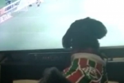 【海外の反応】「これは可愛い」サッカーを理解している犬さんが発見される
