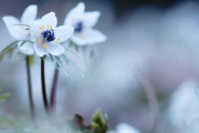 海外「雪に覆われた山かと思った！」　日本に存在する一面がマーガレットで埋め尽くされた花畑が海外で話題に