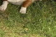 【画像】マフラー犬