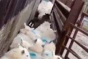 はい、そこすぐに進んでね。あっと言う間に渋滞解消、優秀過ぎる犬の交通警備員。海外の反応