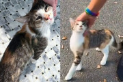 【海外】知らない人に甘えてきた猫、運命の出会いで人生が一変！