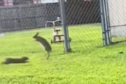 アクロバティックな動きをする2羽のウサギ…実は子作り前の儀式