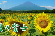 海外「富士山！満開のひまわり！美しい！」山中湖畔に咲き誇る花の都公園の夏の花々（海外の反応）