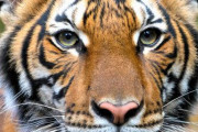 アメリカの動物園で虎からコロナの陽性反応―海外の反応―