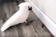 飼主さんのためにゴキブリを鷲掴みにして駆除してあげようとする心優しいタイハクオウム