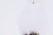 雪の日のシロフクロウは…ほとんど見えない！
