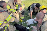 火災に巻き込まれた4匹の猫、消防士たちの必死の蘇生措置で命を救われる