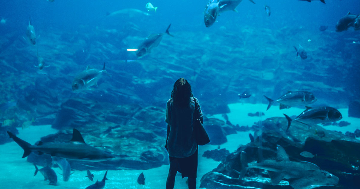 日本の水族館の「ぬいぐるみ」がイカれてて面白いｗｗｗ【台湾人の反応】 | 海外の反応アンテナ