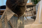 海外「日本で買った服を猫に着せた結果、金を稼げそうな猫になったｗｗｗ」日本は中々やるな、世界で有名になって本当に仕事が得られそうだ・・・