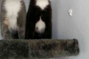 生まれて初めて鳥を見た子猫2匹の表情（シンクロ）はこんな感じです