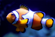 【海外】性別を自在に変える驚異の動物10種！自然界の不思議に迫る