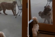 「うちの子を食べようとしてるのかしら」マウンテンライオンの出現に戦々恐々な飼い主さん！でもワンちゃんは動じず…