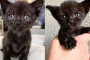 【海外】「過酷なスタートを切った子猫が、ハウスキャットたちから学びながら充実した人生を目指す物語」