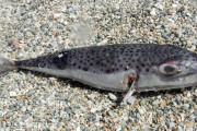 韓国人「韓国人がよく食べる『あの魚』のせいでギリシャが悲鳴」→「記者はちゃんと調べて書け！」