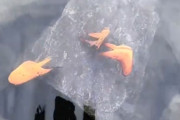 葉っぱが浮いてる？と思ったら枯れ葉そっくりの魚だった！