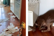 「どうしようにもならなかったんだ…」いたずらをして隠れようとする犬