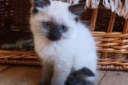 外国人「この子猫に日本語の名前をつけるなら何がいい？」