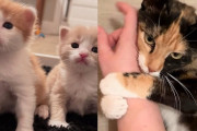 【海外】「ケンネルを出た猫が人にしがみつく！数日後、四匹の子猫と奇跡の再会」