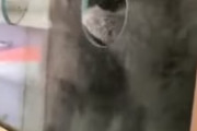 猫は頭が通る場所なら通り抜けられる説を子猫がチャレンジした結果・・・　海外の反応