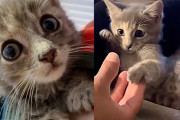 【海外】「保護猫が幸せを見つけた瞬間：もはや戦う必要がないと気づいた猫の物語」