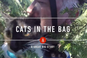 5つ全部「猫」についての物語をまとめてみました  海外の反応