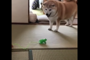 日本の「柴犬」は世界中に大人気！カエルに驚くだけの動画でさえ炎上しちゃいますｗ 海外の反応