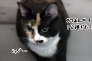 ごはんタイムが1分遅れただけで、催促モードに突入する猫