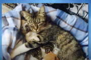 孤児の子犬が養子になった先は子猫を育てる猫のお母さん！