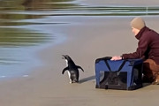 オーストラリアで保護された可愛いペンギン、元気を取り戻して故郷に向け出発