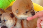 海外「かわいすぎて、我慢できない！」まだ小さい柴犬の子犬たちの動画が話題に（海外の反応）