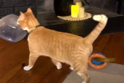 何よりもタッパーが好きな猫。自慢のコレクションをごらんください
