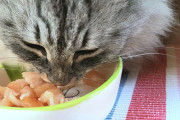 【海外】猫は生の鶏肉を食べても大丈夫？ 必要な栄養素とは何かを解説！