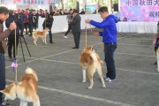中国人「どうしても秋田犬が飼いたいんだが、いくらくらいするの？」　中国の反応