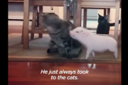 自分が猫だと思ってる子ブタくん 海外の反応