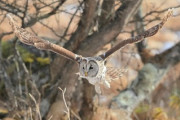 実験してみた！フクロウはどうやって静かに飛ぶのか？「軍がフクロウの飛ぶジェット機を作る姿が目に浮かびます!!!」「プロの仕事は見ていて楽しいものです👍」海外の反応