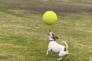 サッカー選手顔負けのリフティング技術を持つ犬「なんで落ちないの!?」