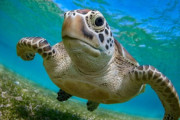 【海外】ウミガメが復活！絶滅危惧種から脱却した理由とは？