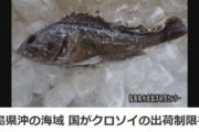 【韓国の反応】日本・福島で「放射能魚」が取れる