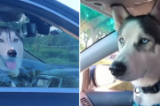 別々の車中にいるハスキー同士が、熱いアイコンタクトを繰り広げる様子が興味深い